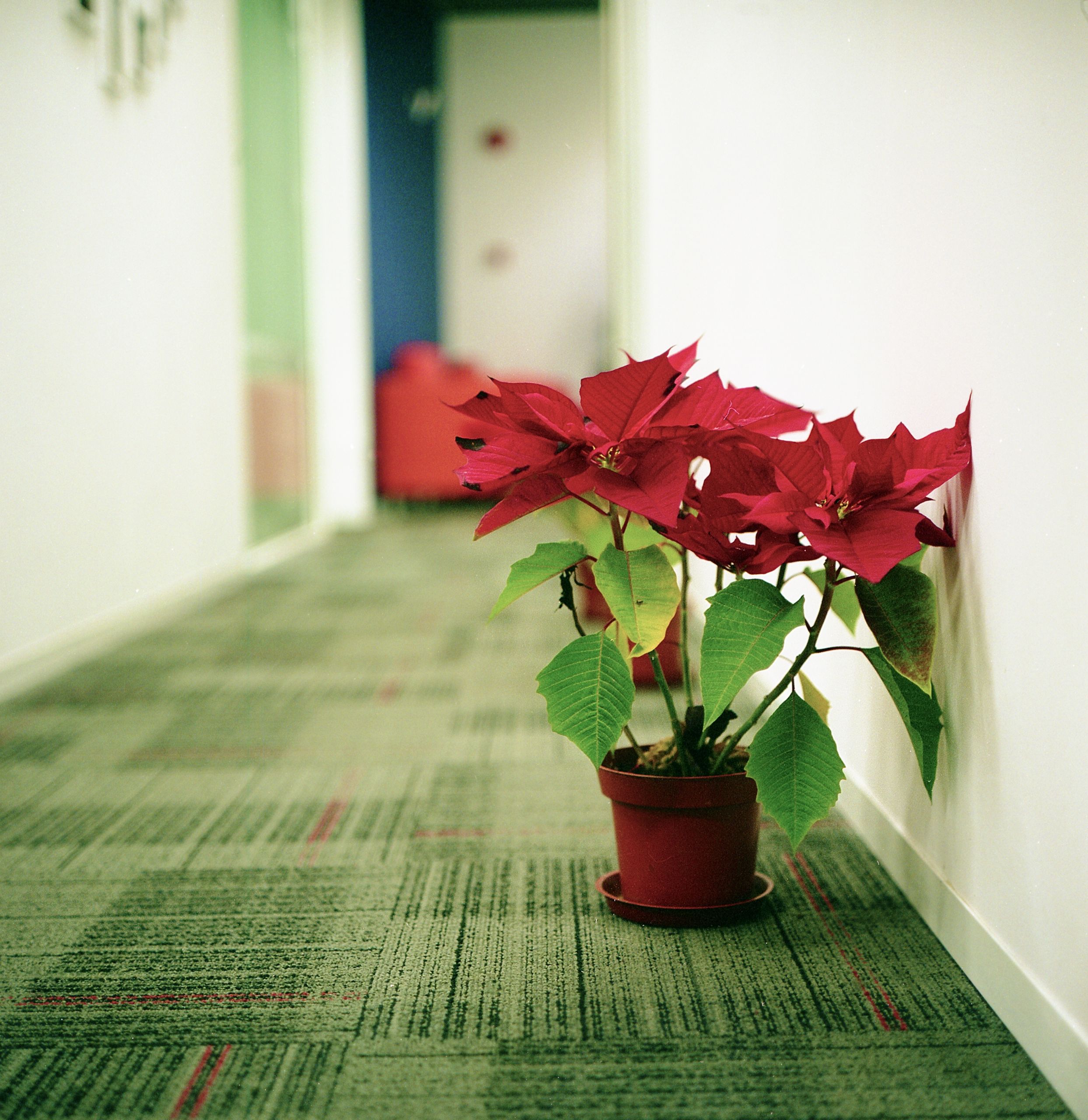 Rolleiflex130111 010