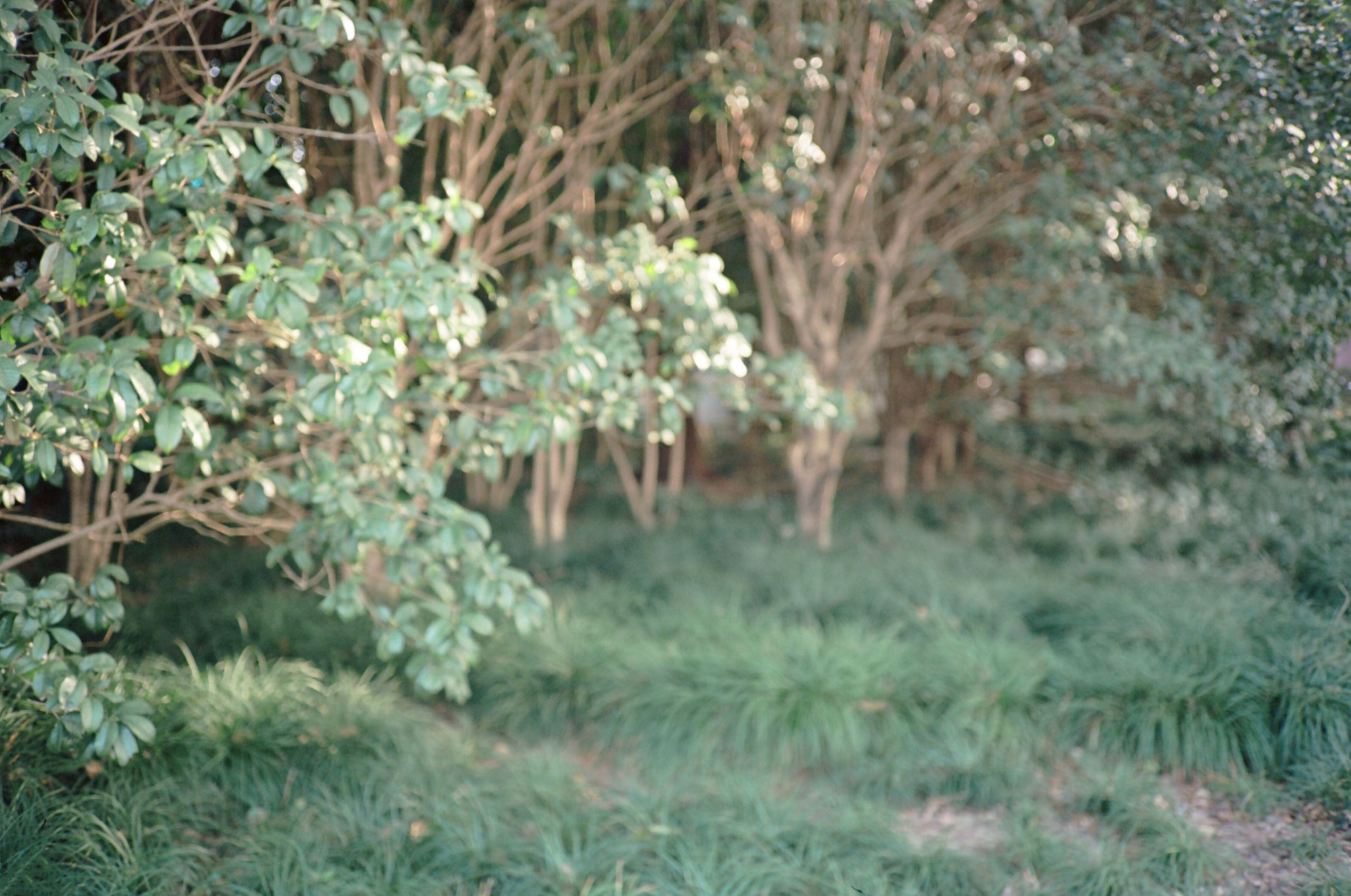 Ektar100 06