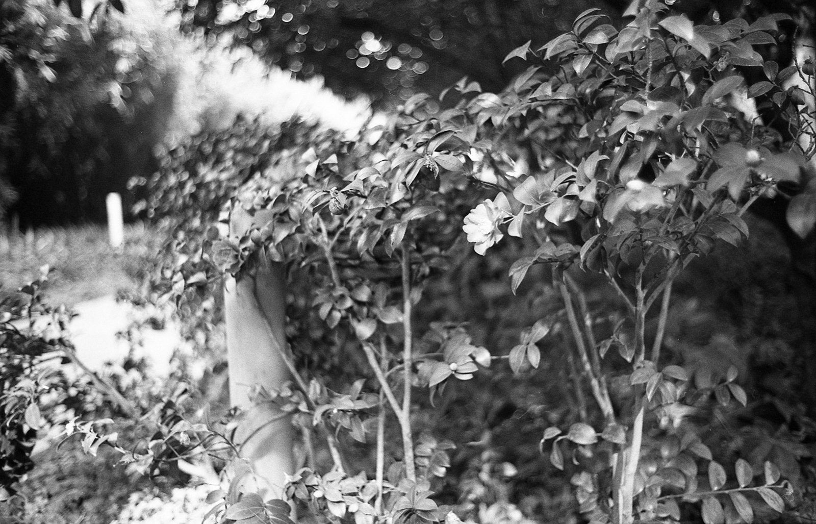 LeicaM6 130118 018