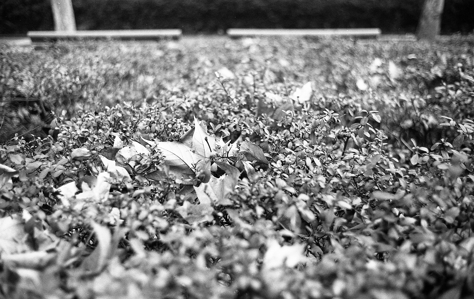 LeicaM6 130118 023
